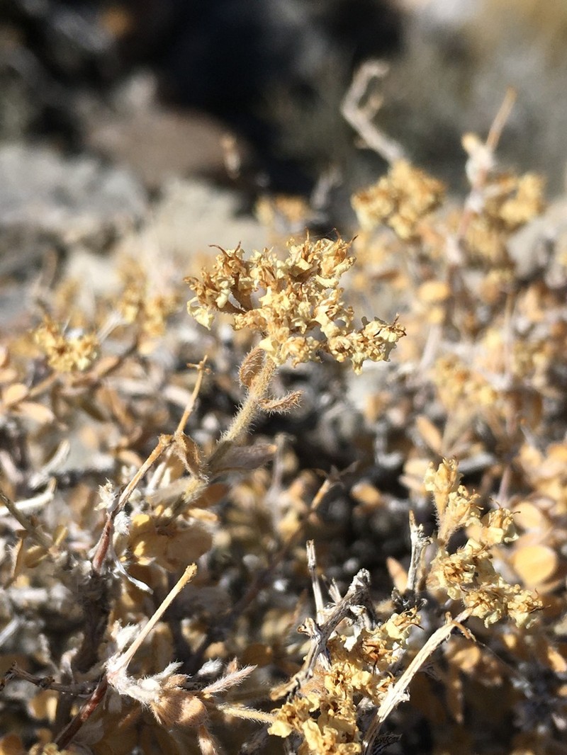 Utah Fendlerbush photo 8