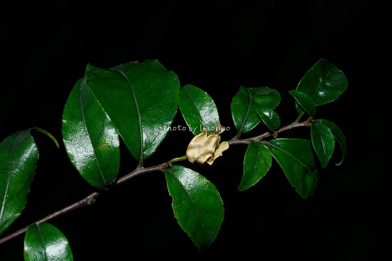 Fenghwaia gardeniicarpa