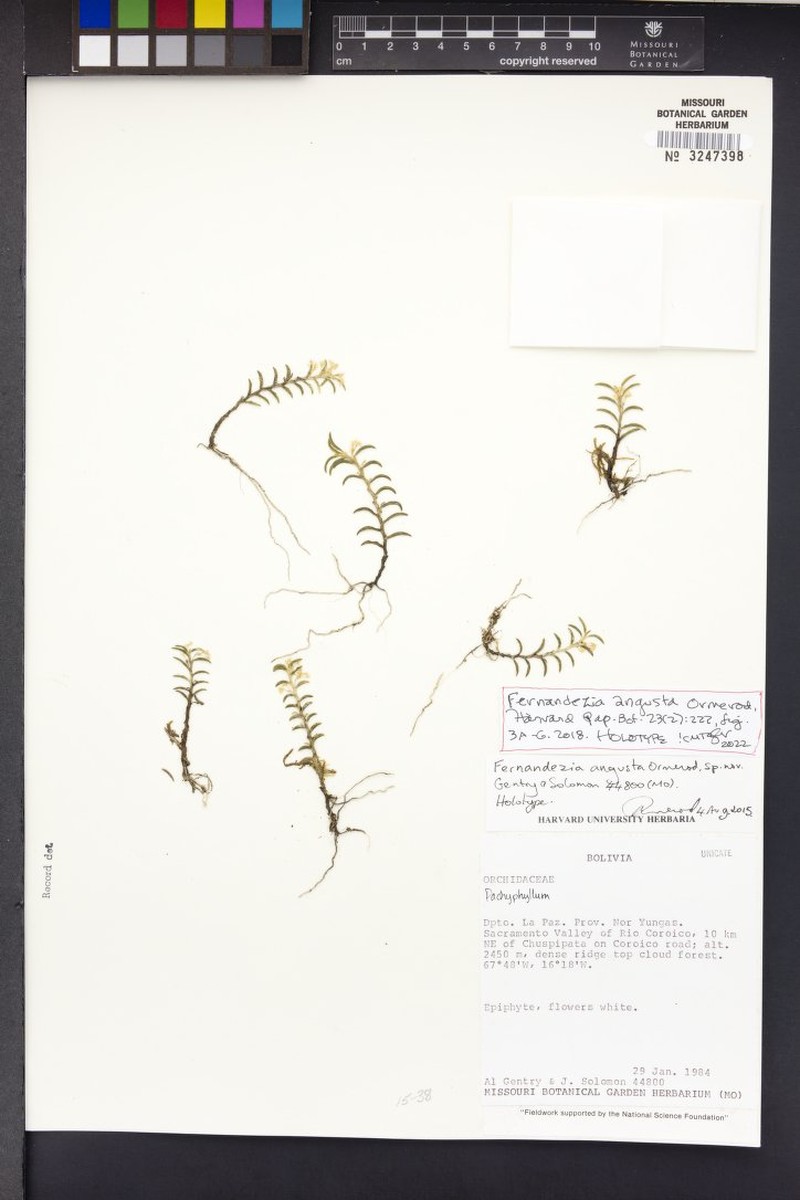 Fernandezia angusta