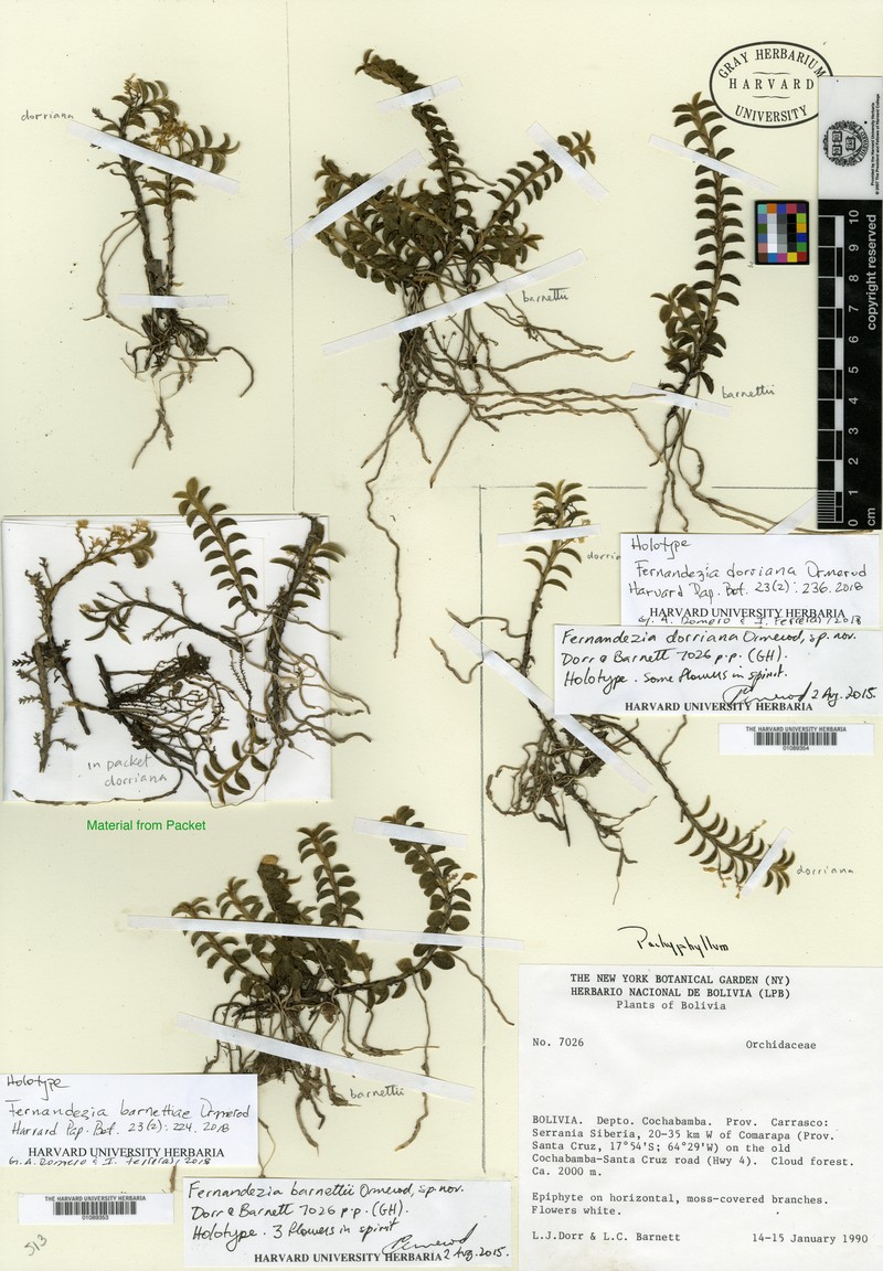 Fernandezia barnettiae