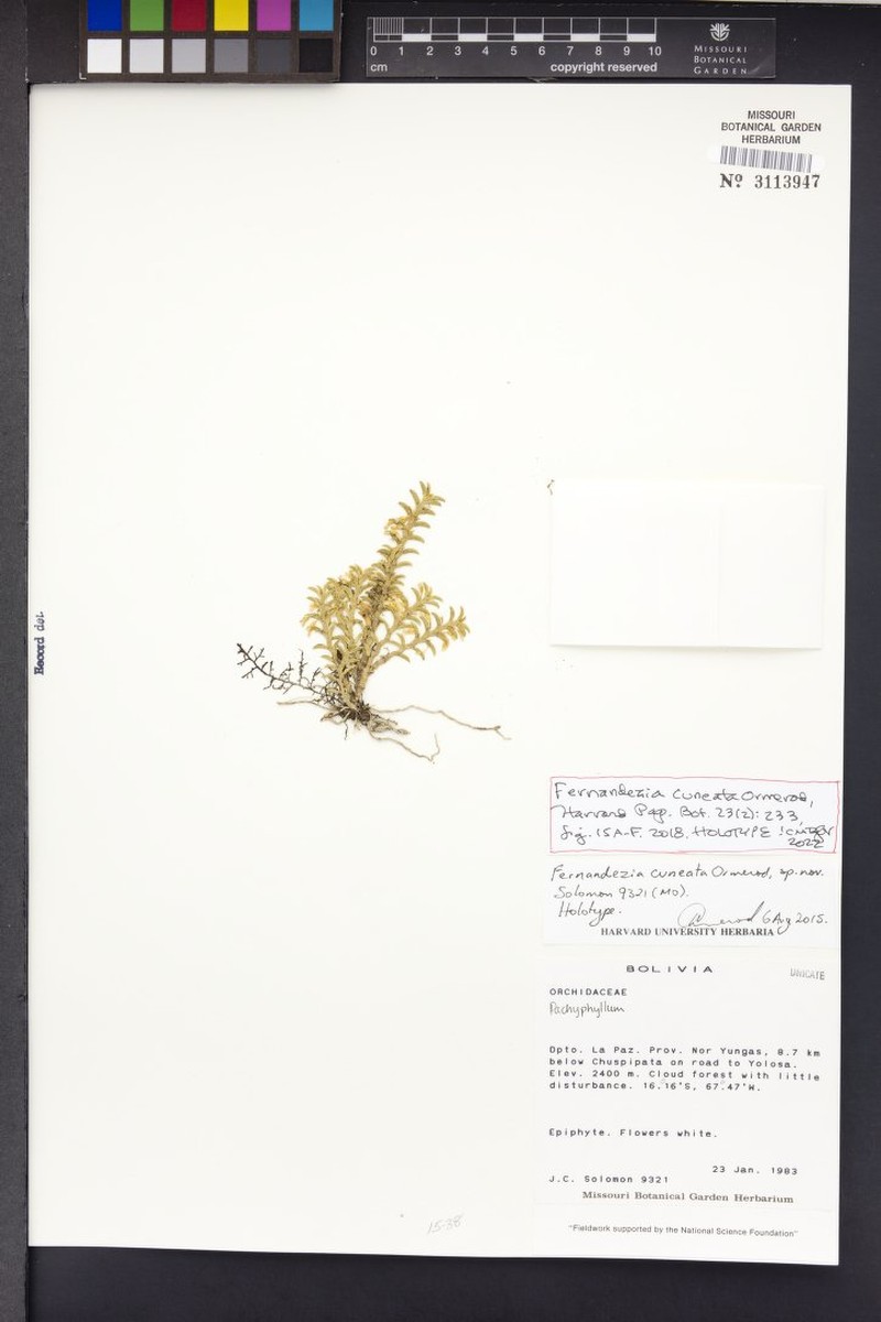 Fernandezia cuneata