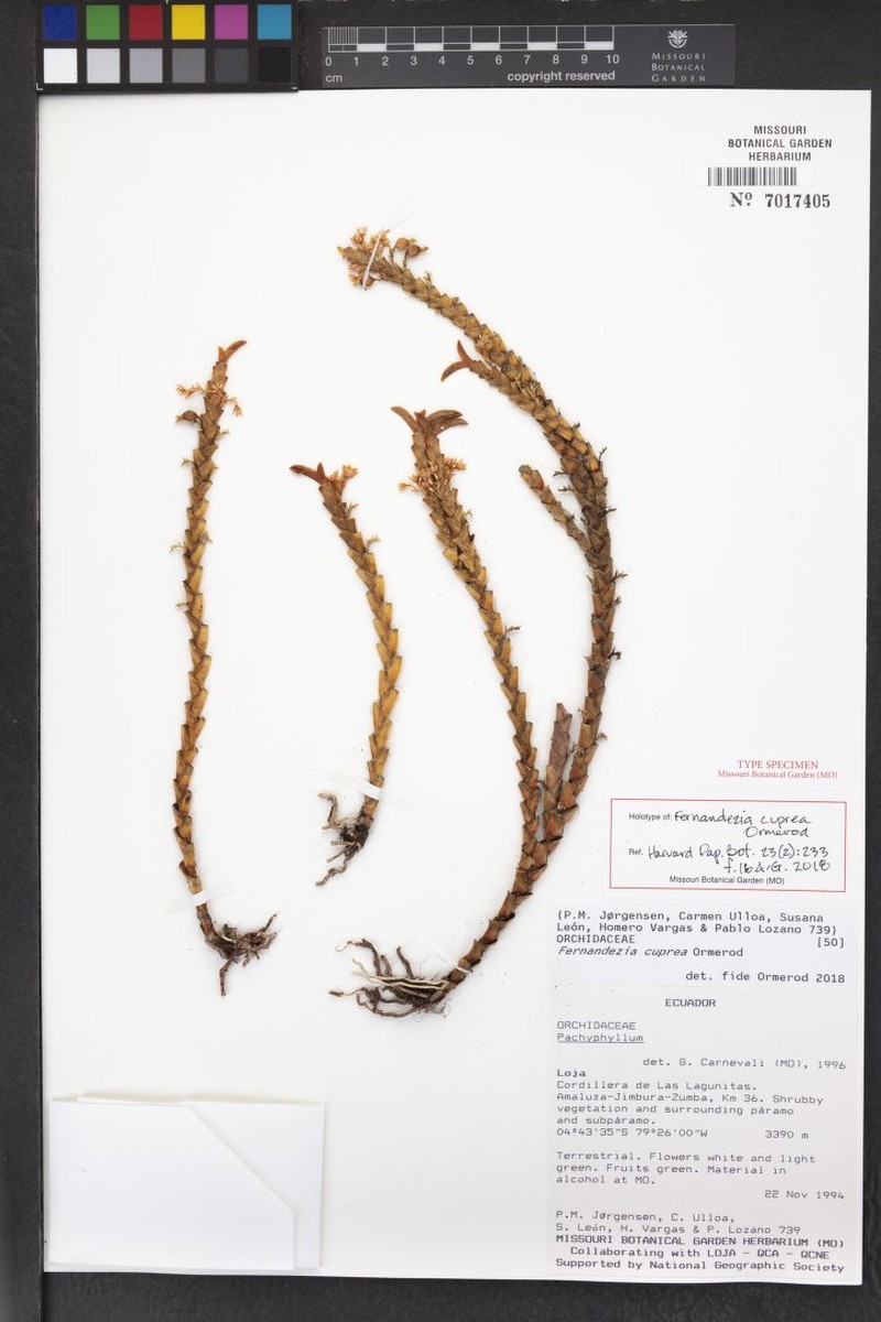 Fernandezia cuprea
