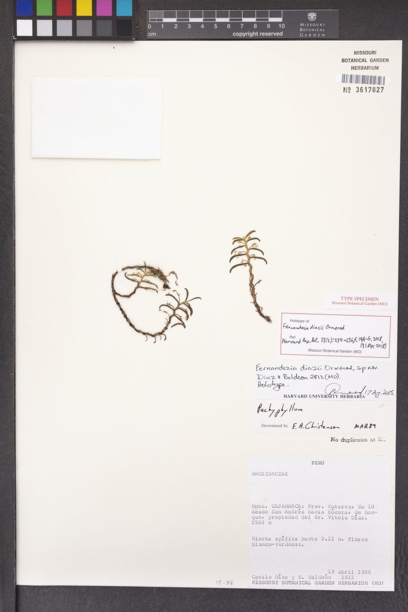 Fernandezia diazii