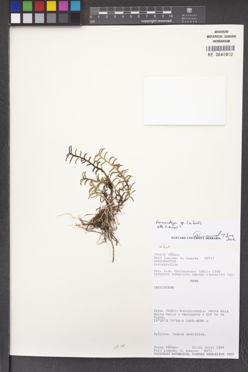 Fernandezia diazii photo 2