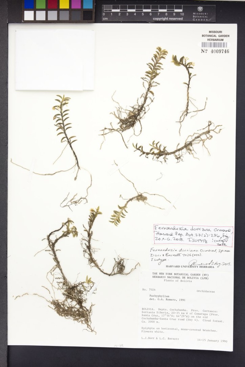 Fernandezia dorriana photo 2