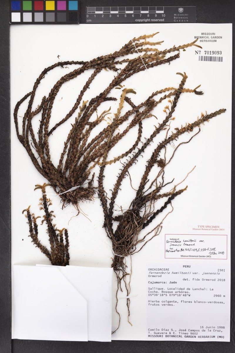 Fernandezia hamiltonii