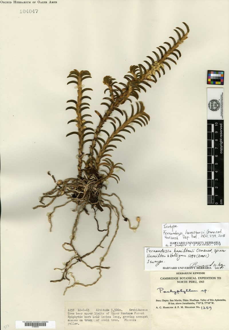 Fernandezia hamiltonii photo 2