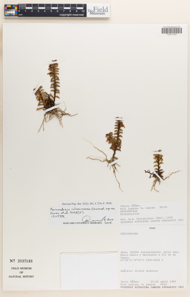 Fernandezia ichneumonea