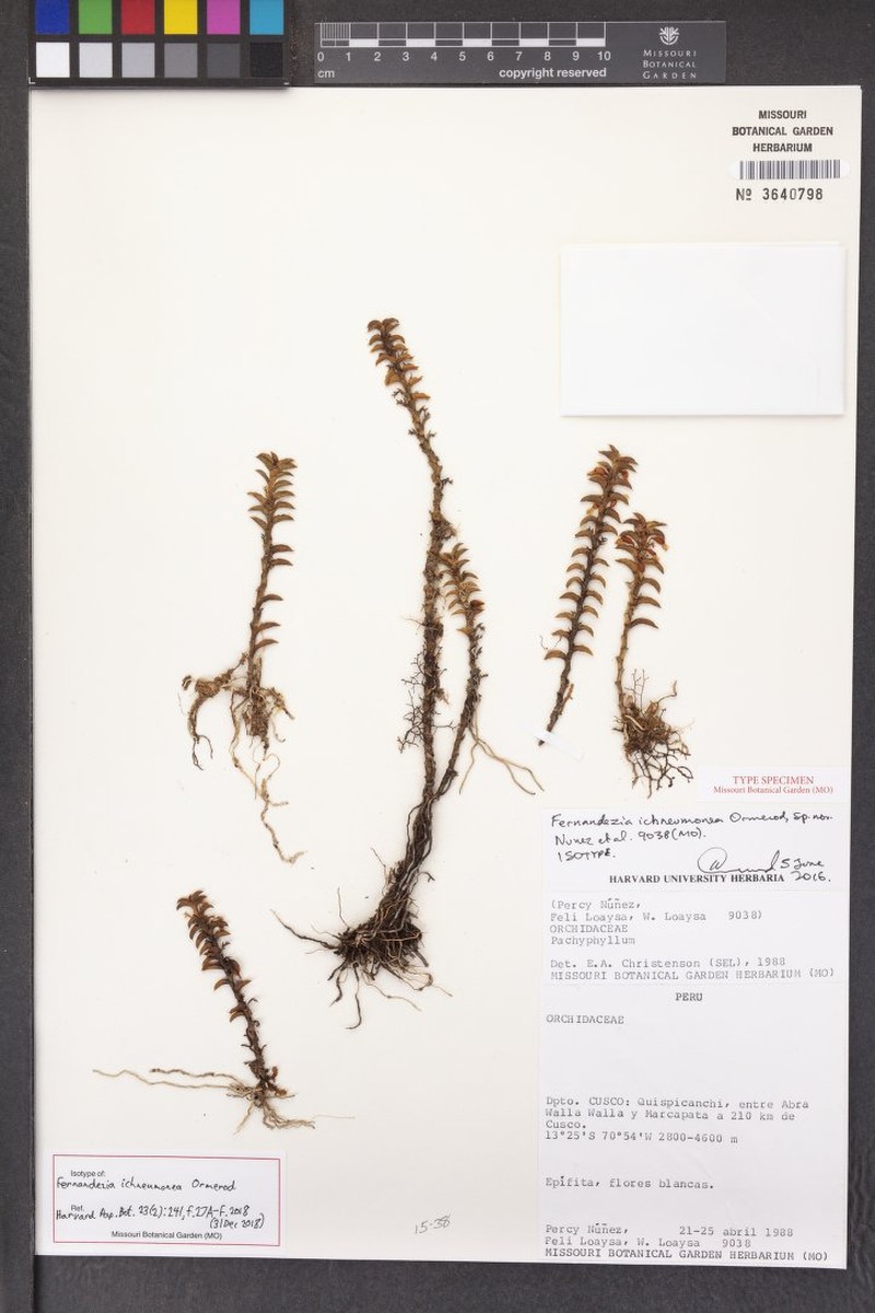 Fernandezia ichneumonea photo 2