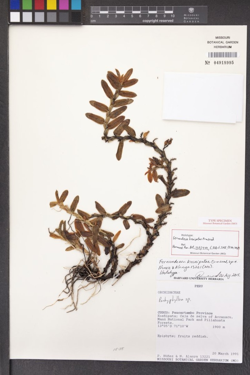 Fernandezia kosnipatae