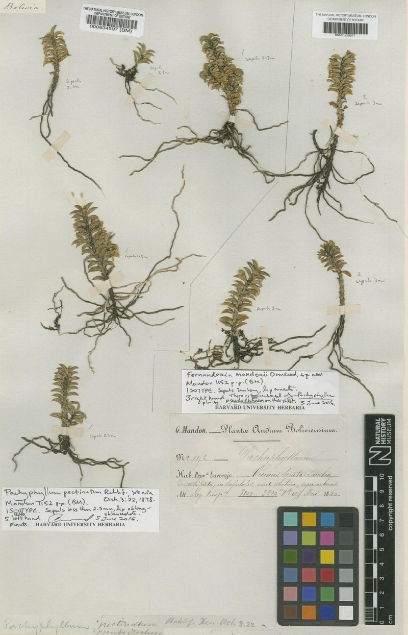 Fernandezia mandonii photo 2