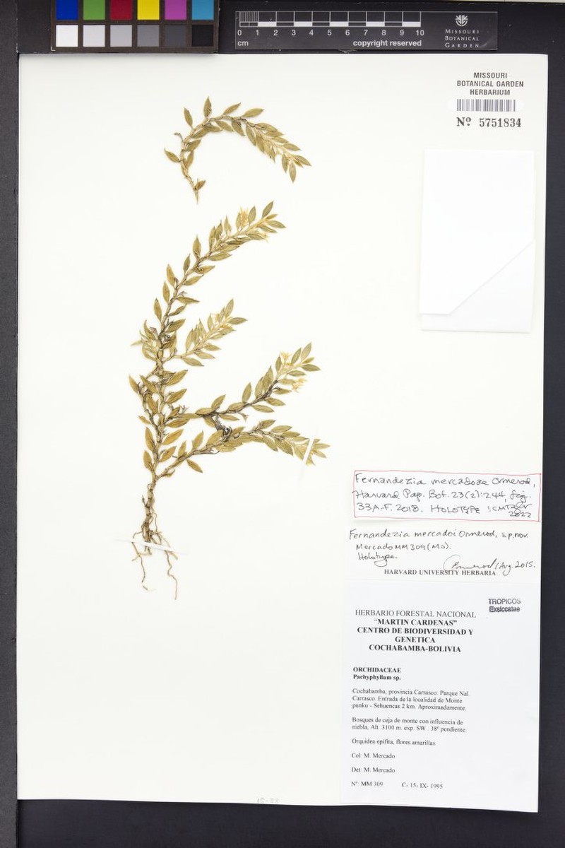 Fernandezia mercadoi