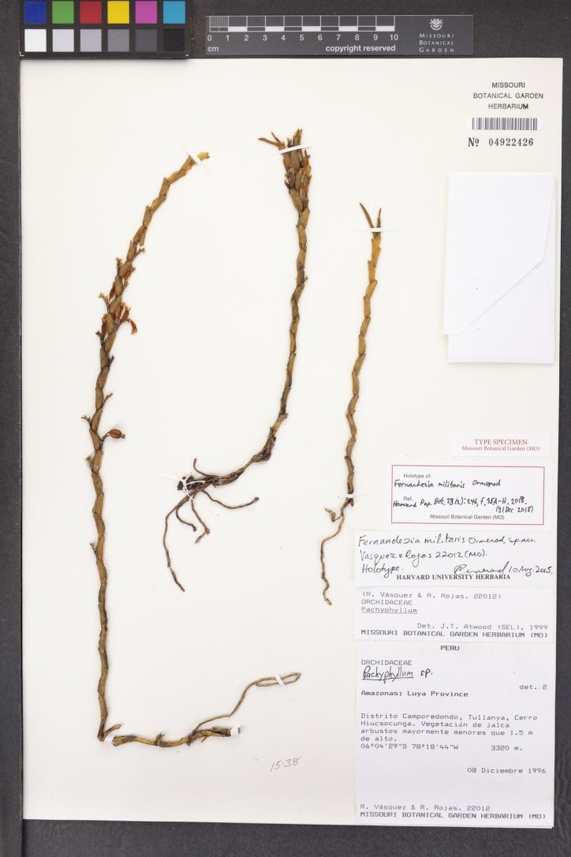Fernandezia militaris