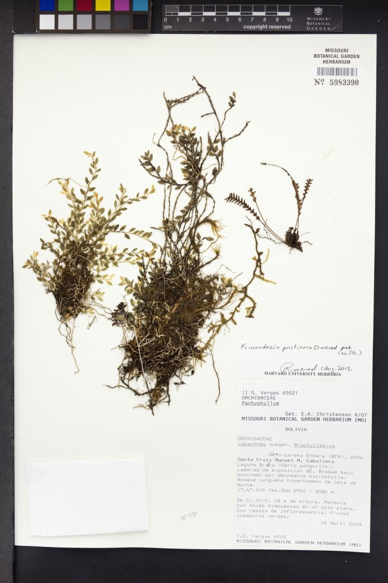 Fernandezia pastinaca