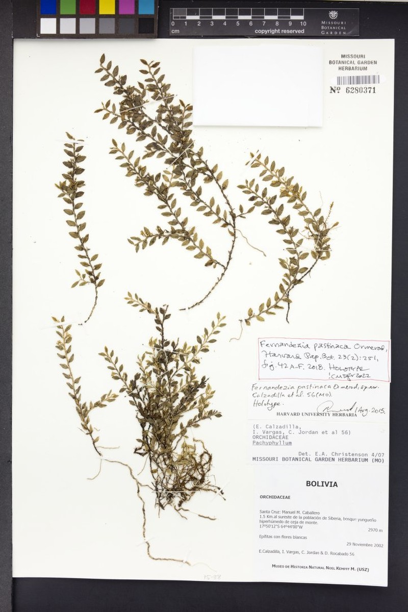 Fernandezia pastinaca photo 2