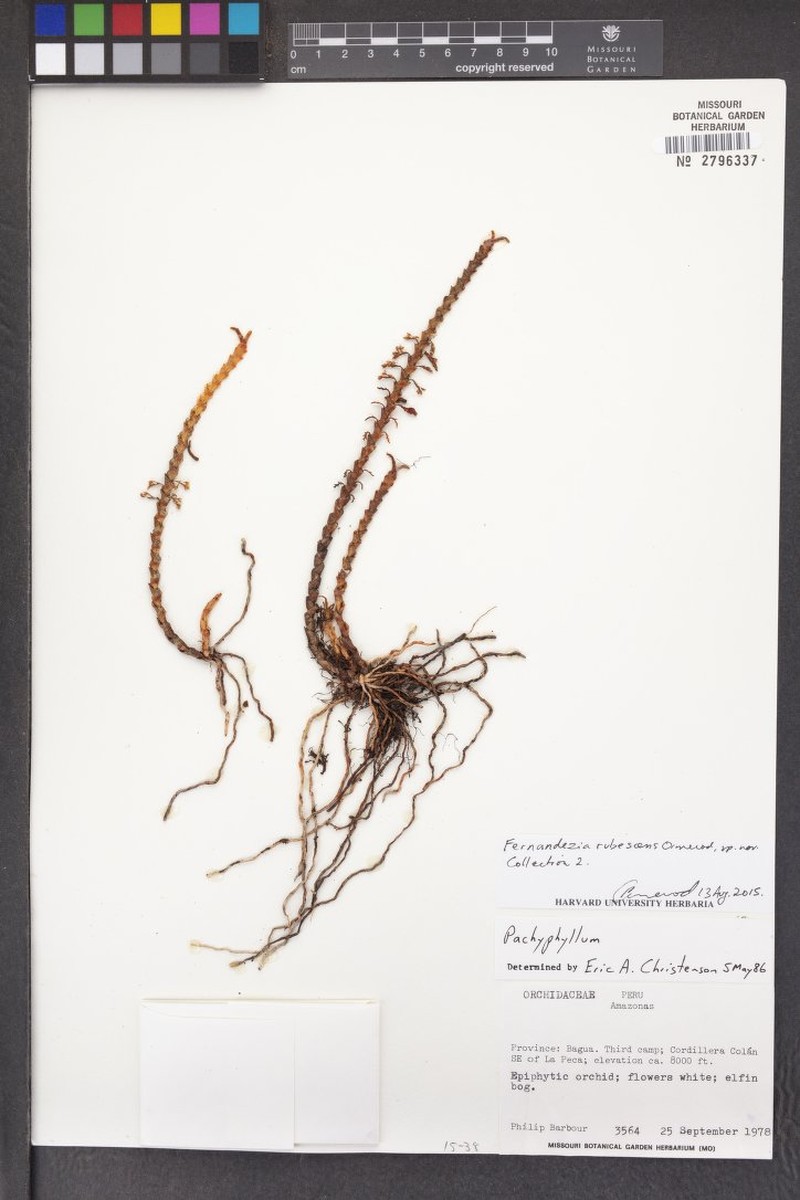 Fernandezia rubescens