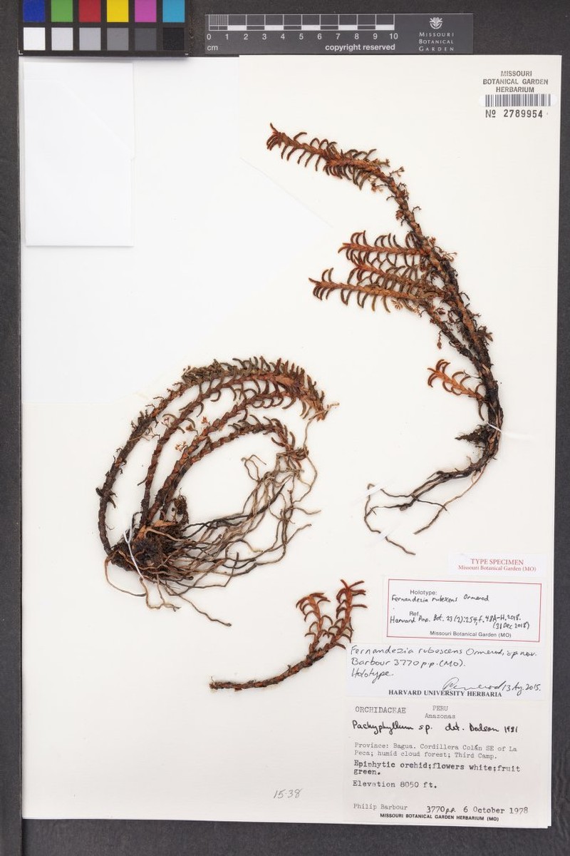 Fernandezia rubescens photo 2