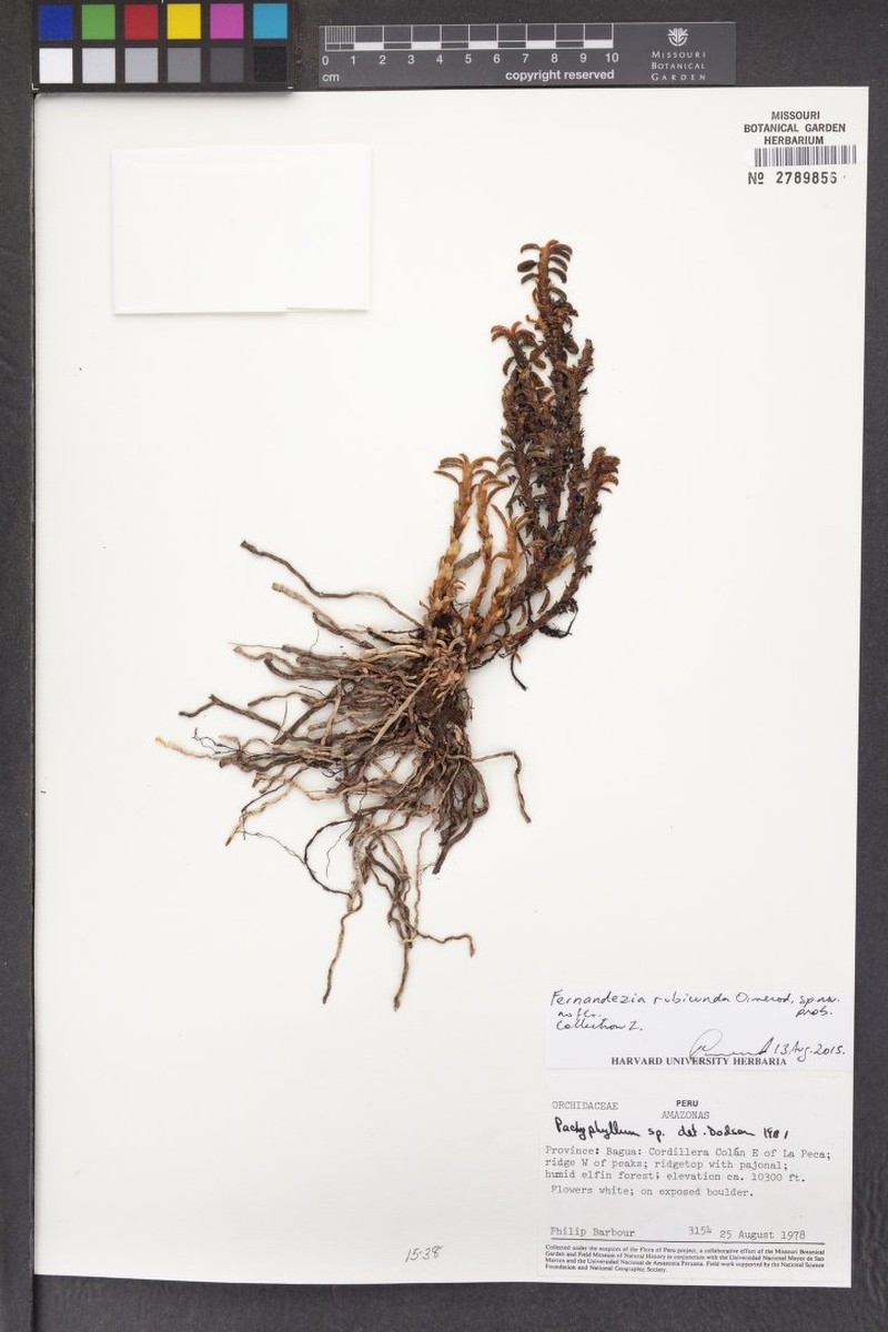 Fernandezia rubicunda