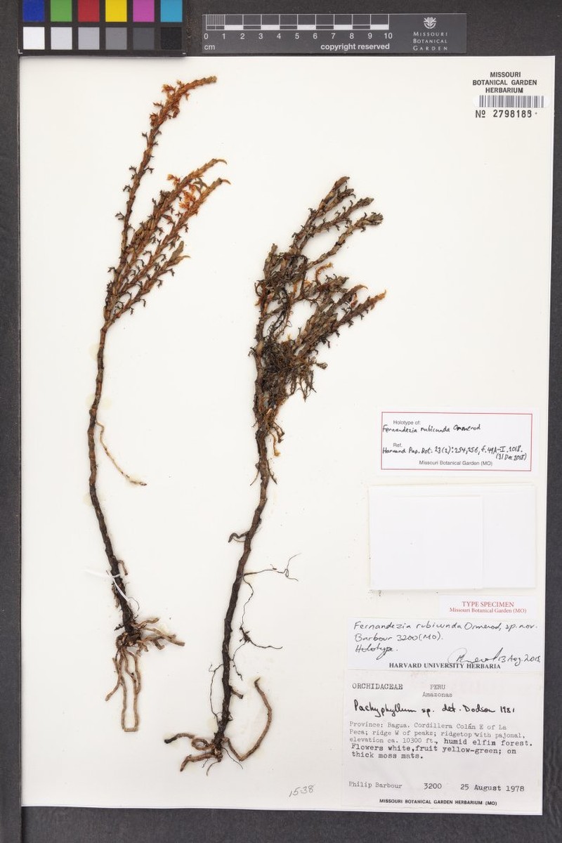Fernandezia rubicunda photo 2
