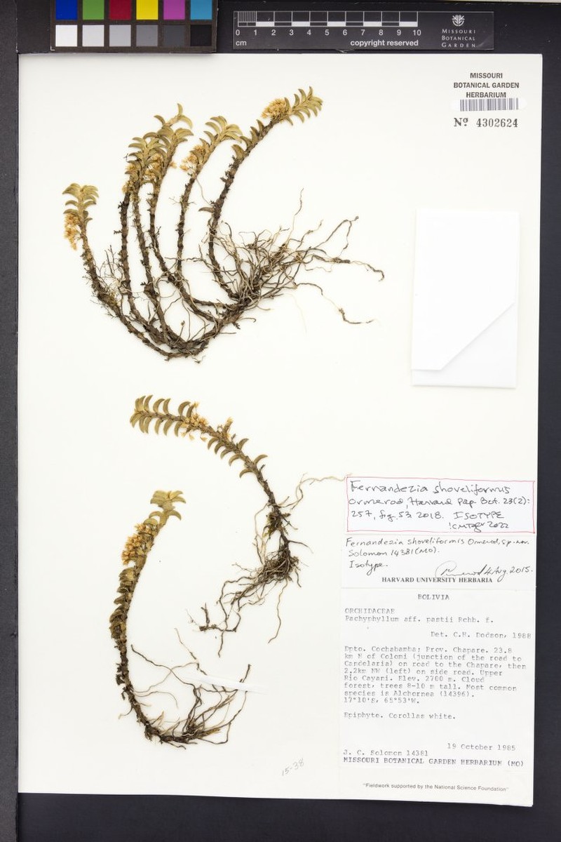 Fernandezia shoveliformis