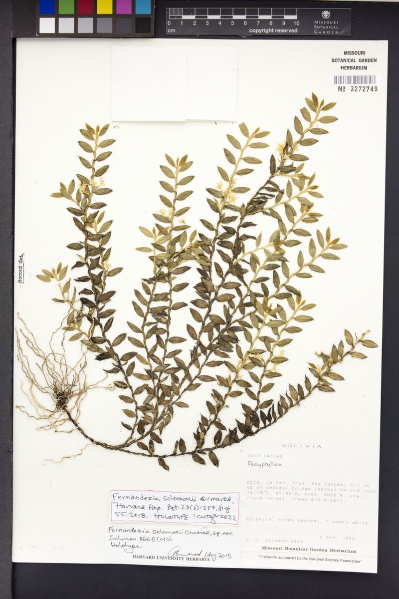 Fernandezia solomonii