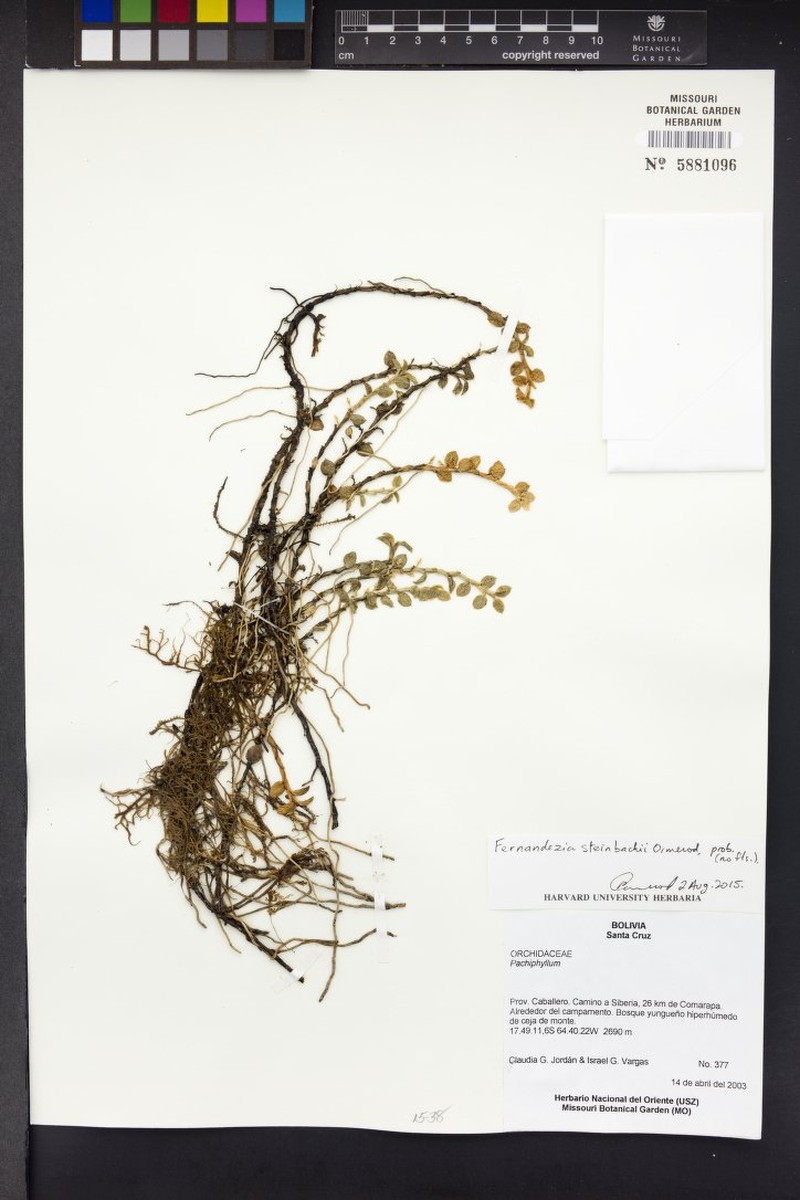 Fernandezia steinbachii