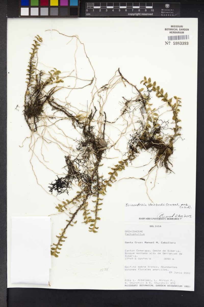 Fernandezia steinbachii photo 2