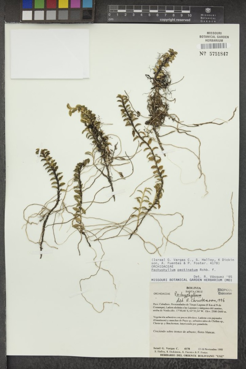 Fernandezia tinquiana