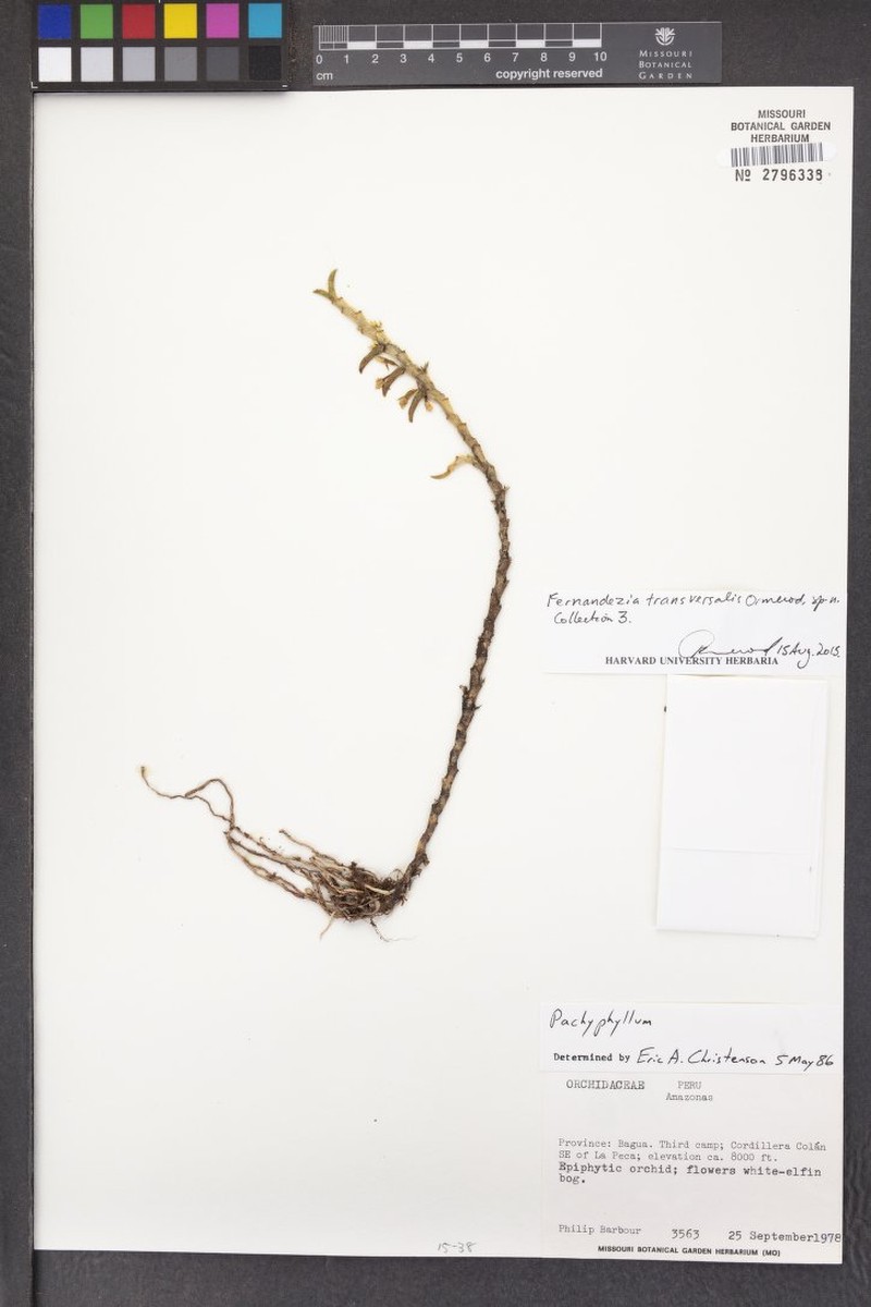 Fernandezia transversalis
