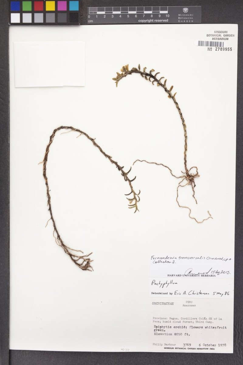 Fernandezia transversalis photo 2