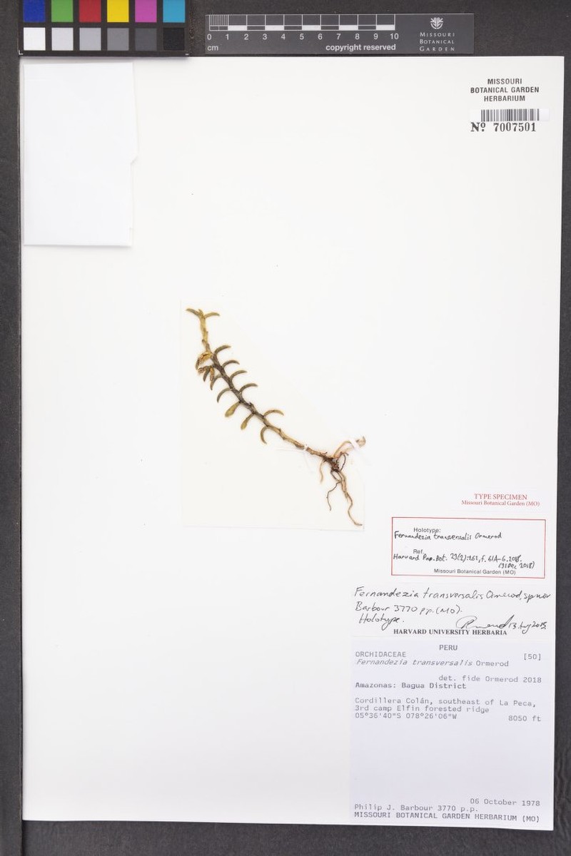 Fernandezia transversalis photo 3