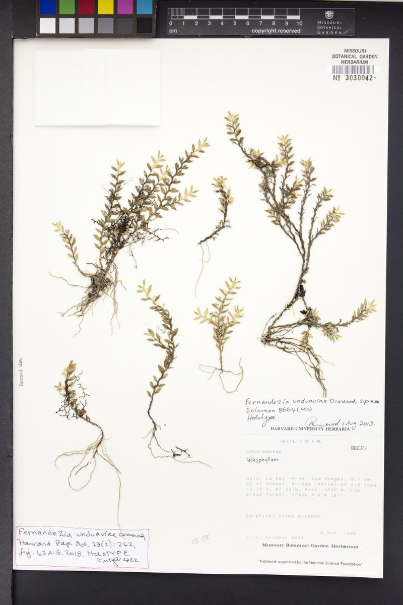 Fernandezia unduaviae