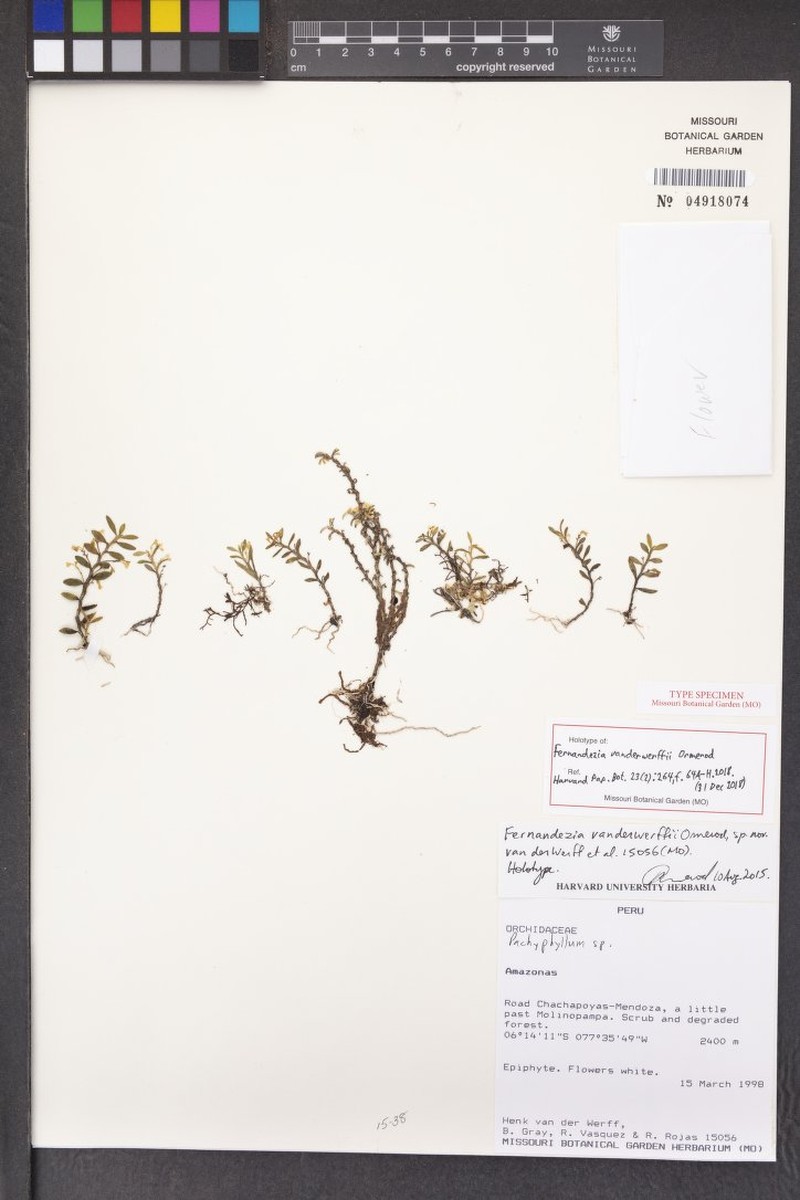 Fernandezia vanderwerffii
