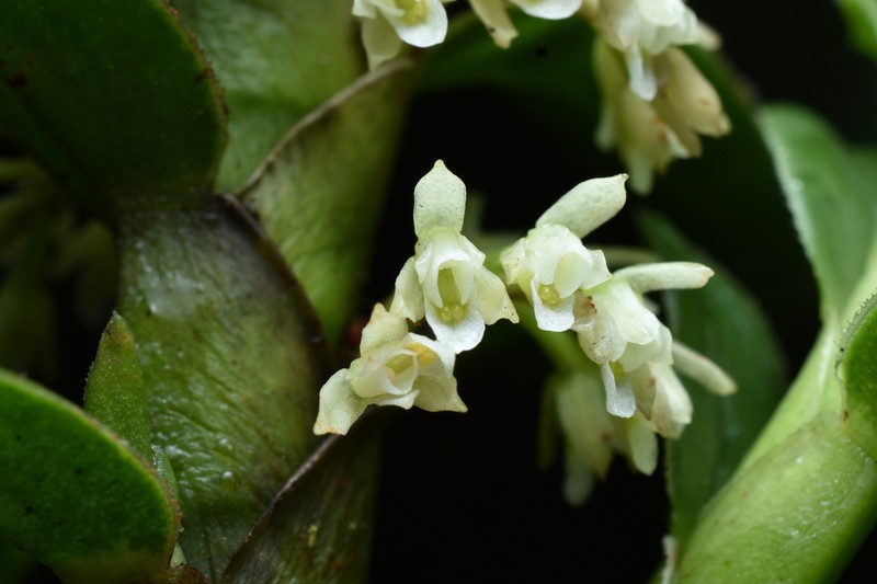 Fernandezia vargasii