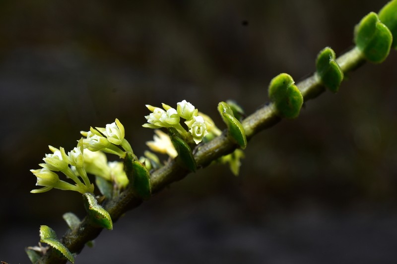 Fernandezia vargasii photo 2