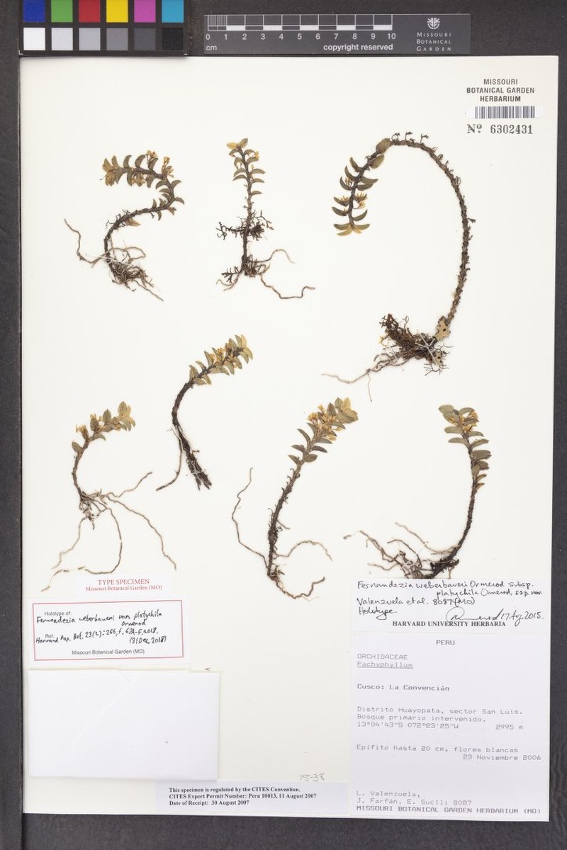Fernandezia weberbaueri var. platychila