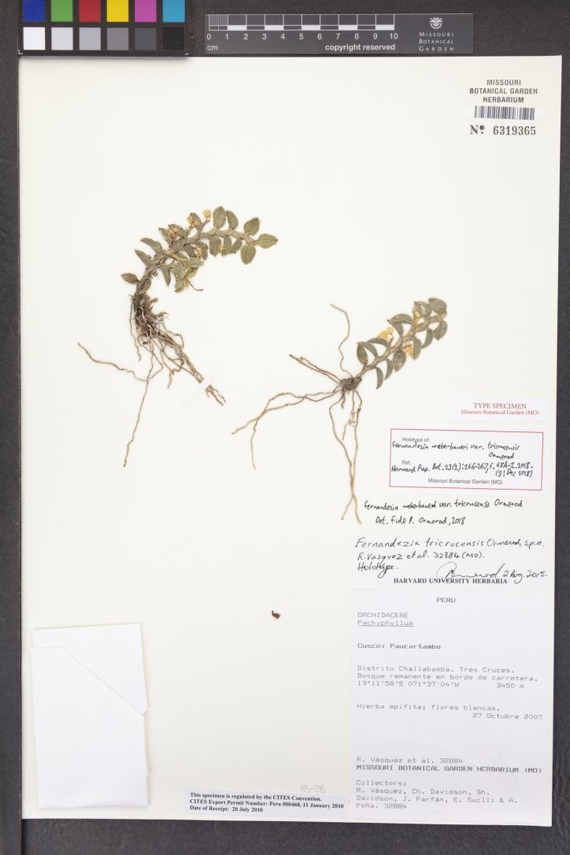 Fernandezia weberbaueri var. tricrucensis