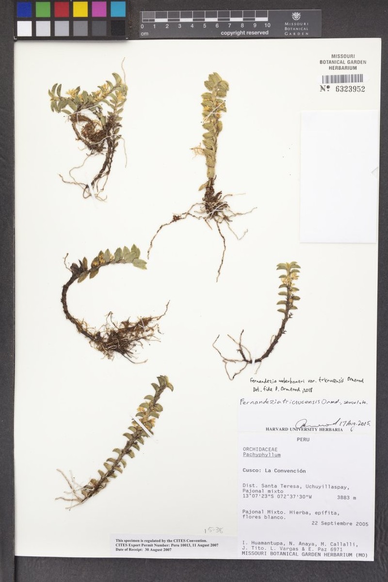 Fernandezia weberbaueri var. tricrucensis photo 2