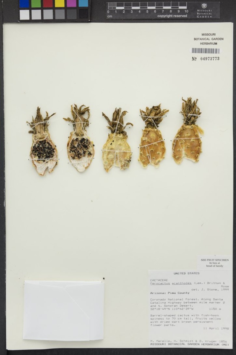 Ferocactus acanthodes