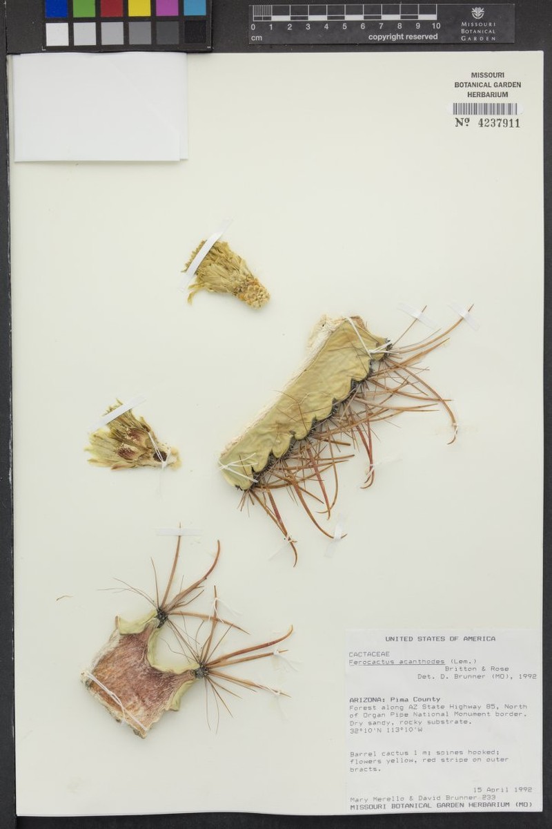 Ferocactus acanthodes photo 2