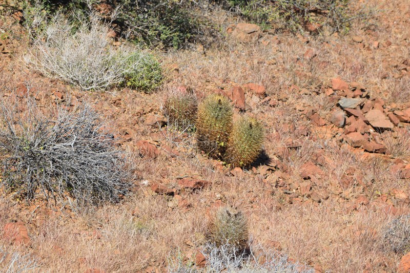 Ferocactus chrysacanthus subsp. chrysacanthus