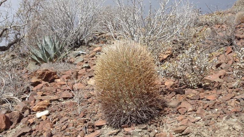 Ferocactus chrysacanthus subsp. chrysacanthus photo 2