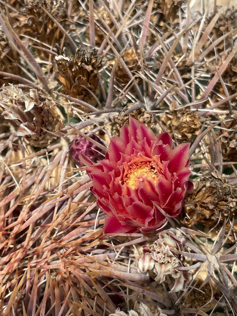 Ferocactus chrysacanthus subsp. chrysacanthus photo 3
