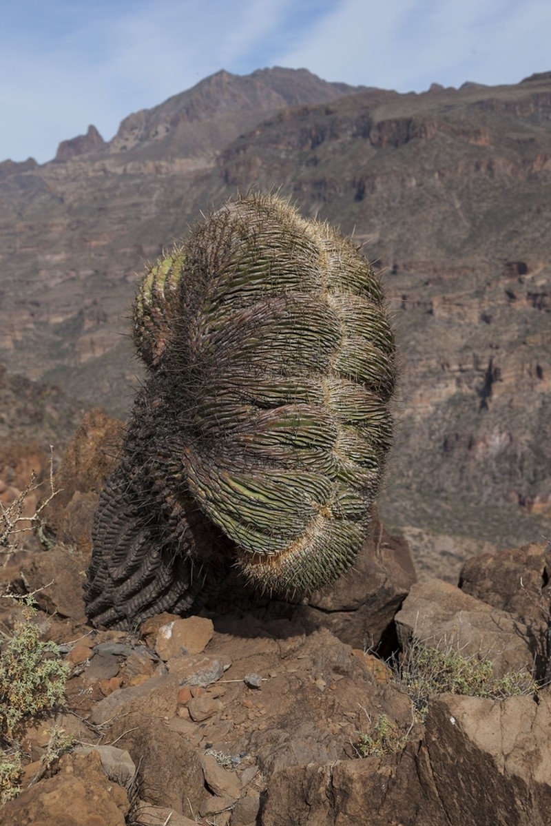 Emory's Barrel Cactus