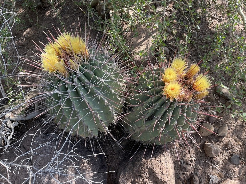 Emory's Barrel Cactus photo 2