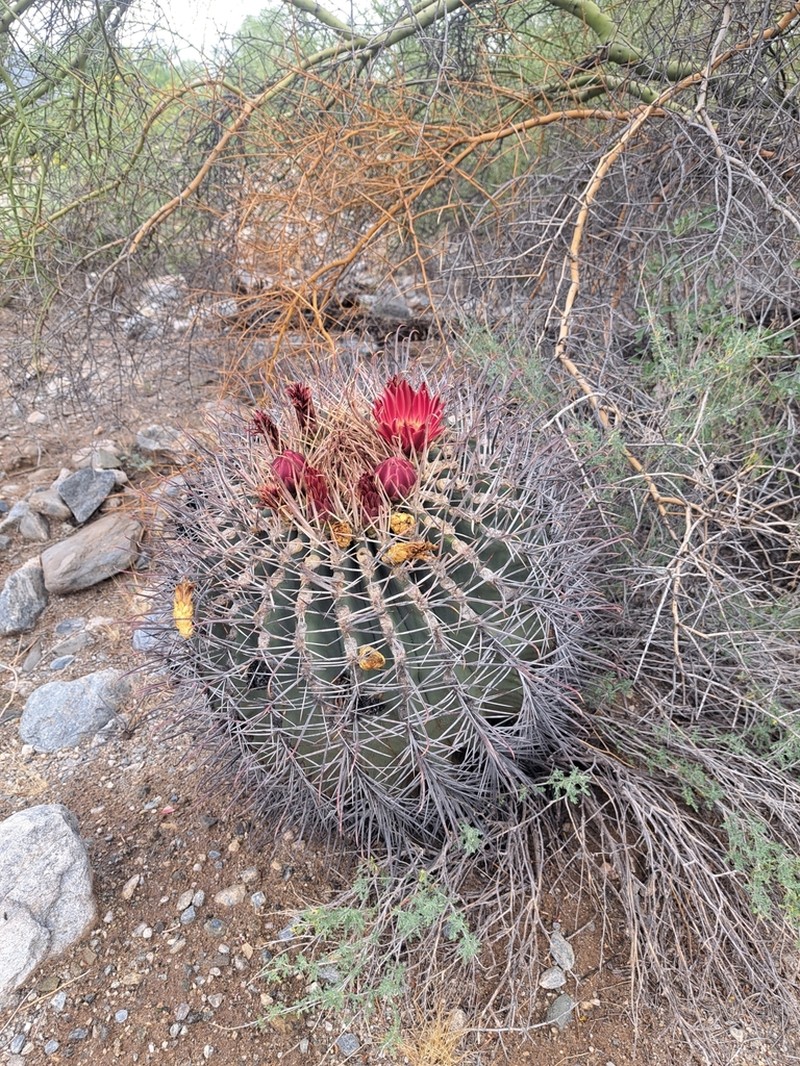 Emory's Barrel Cactus photo 3