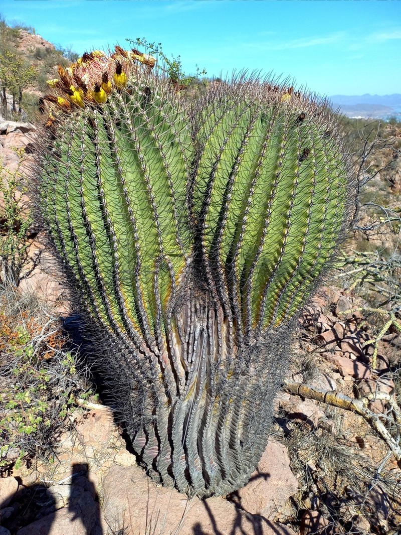 Emory's Barrel Cactus photo 4