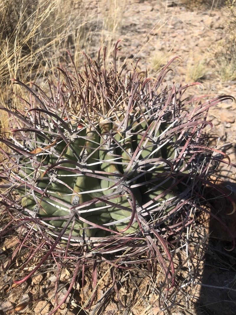 Emory's Barrel Cactus photo 5