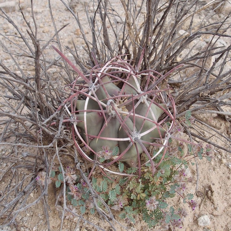 Emory's Barrel Cactus photo 6