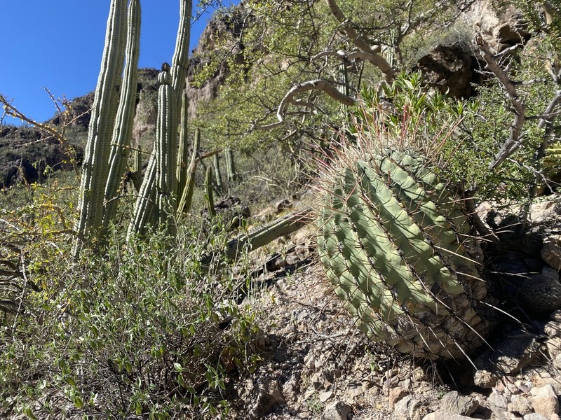 Emory's Barrel Cactus photo 7